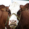 Animaux 2009