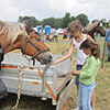 Animaux 2013